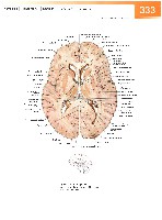 Sobotta Atlas of Human Anatomy  Head,Neck,Upper Limb Volume1 2006, page 340
